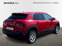 C4 Cactus